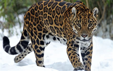 large leopard walking   snow