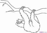 Sloth Leniwiec Rainforest Sloths Kapok Bicho Wiszący Kidocoloringpages Getdrawings Arlo Preguica Mandala Kolorowanki Colorir Coloringbay Obrazek Segurando Galho Druku Drukowanka sketch template