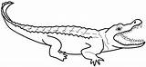 Coloring Crocodile Alligator Pages Outline Kids Caiman Nile Color Printable Print Colouring Clipart 09kb 325px Clipartmag Getdrawings Getcolorings sketch template