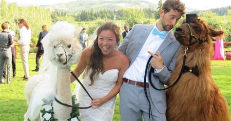 wedding llamas popsugar love and sex