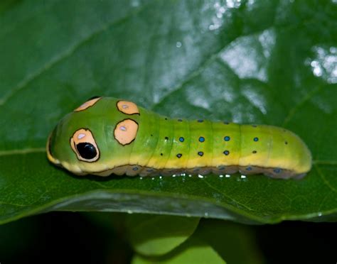 nature reporters cute  creepy caterpillars