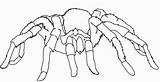Tarantula Kolorowanki Ragni Ragno Spiders Dzieci Puppy Uteer Coloringhome Bestcoloringpagesforkids sketch template