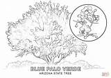 Coloring State Arizona Tree Pages Florida Mexico Clipart Line Printable Template Symbols Library Drawing Popular Categories sketch template