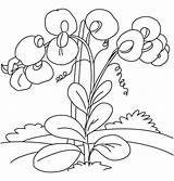 Coloring Sweet Pea Pages Getcolorings sketch template
