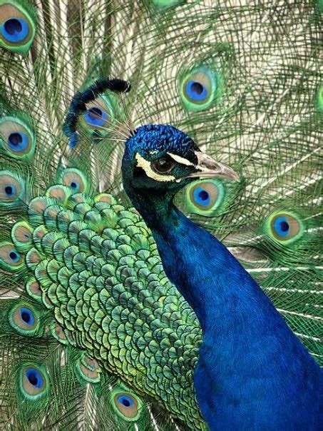 vanishing species ii sunday article peacock