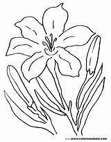 Lily Coloring Pages Tiger Flower Stargazer Pad Lilies Lovely Awesome Printable Getcolorings Getdrawings Drawing Amazing sketch template