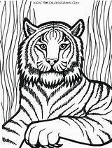 Lion Lamb Coloring Getdrawings sketch template