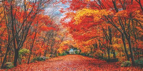 stunning fall colour locations   kawarthas mykawarthacom