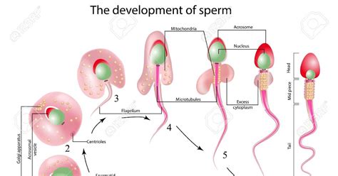 Sperm Anatomy