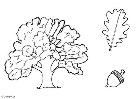 oak tree coloring page coloring home