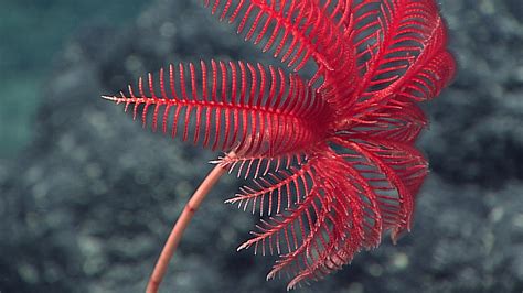 480 million year old fossils reveal sea lilies ancient roots