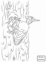 Woodpecker Coloring Pages Drawing Getdrawings Woody Getcolorings Printable sketch template