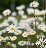 テイルズウィーバー デイジーの花 に対する画像結果.サイズ: 177 x 185。ソース: hanasaku-gift.com