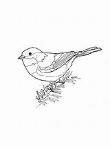 Coloring Chickadee Pages Birds Recommended sketch template