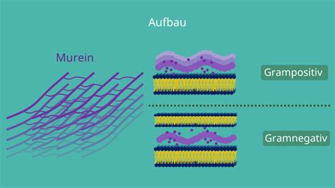 prokaryoten prokaryotische zelle unterschiede zu eukaryoten