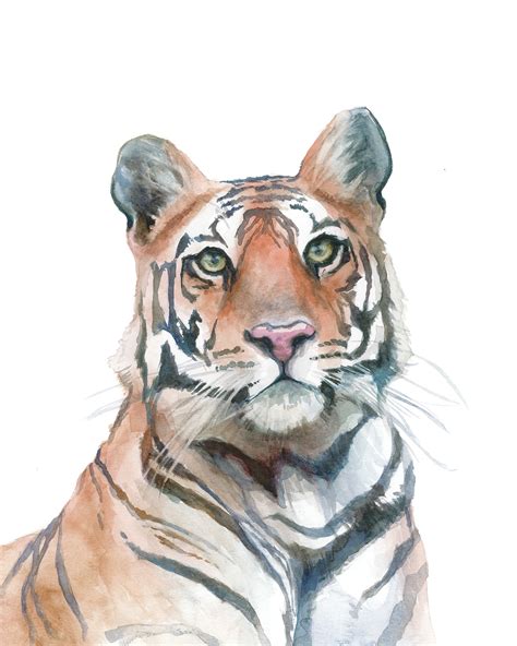 bengal tiger watercolor portrait print  etsy