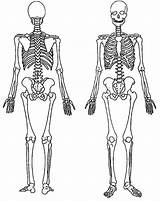 Skeleton Back Front Coloring Pages Human Views Bones Quiz Massage Outline Anatomy Printable Body Skeletons Colouring Esqueleto Del Anatomía Netart sketch template