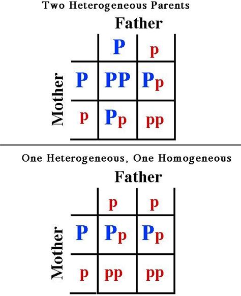 Punnett Square A Diagram Used To Predict The Outcome A Inheriting A
