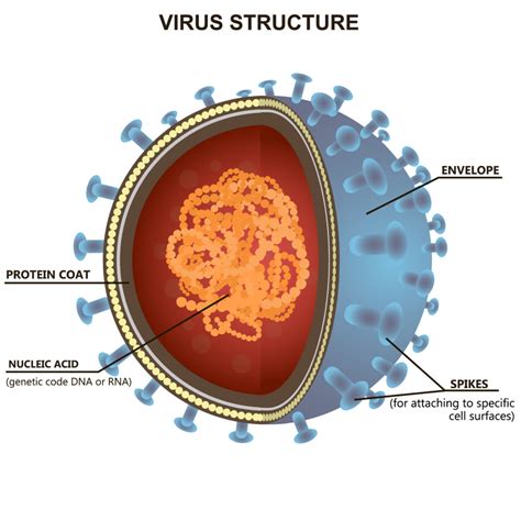 journey   virus   virus infects  body