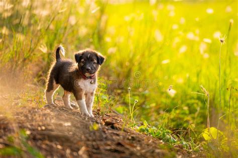 puppies running   meadow stock photo image  outdoor animal
