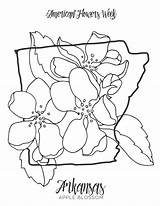 Minnesota Blossom Arkansas Gcssi sketch template