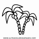 Palmeiras Colorir Palm Palmeras Palmera Ultracoloringpages sketch template