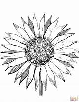 Sunflower Coloring Pages Color Adults Drawing Printable Template Sunflowers Kids Colouring Print Flowers Simple Drawings Getdrawings Getcolorings Supercoloring Clipartmag Van sketch template