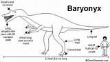 Baryonyx Dinosaur Dinosaurs Claw Enchantedlearning Heavy Bw Color Zoomdinosaurs Long sketch template