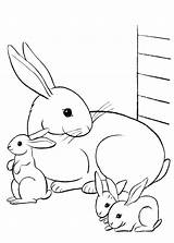 Colorare Conigli Coniglio Disegno Pianetabambini Versione Rabbit Vitalcom sketch template