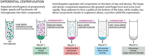 cell fractionation cell biology olm