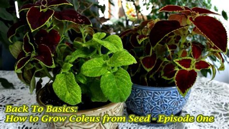 basics   grow coleus  seed episode ne youtube