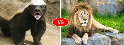 Honey Badger Vs Lion Fight Comparison Who Win Win