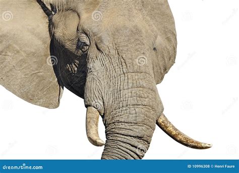 elephant head stock photo image  path kruger male