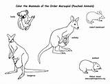 Coloring Marsupials Kangaroos Koalas Mammals Pouched Pdf Etc Sponsors Wonderful Support Please Printing sketch template