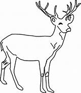 Water Deer Drinking Drawing Getdrawings sketch template