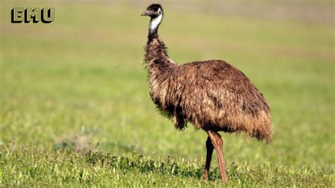emu bird interesting facts behavior habitat   information