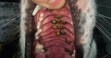 disturbing discovery vet finds ladybug colony  dogs mouth