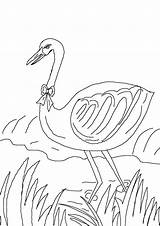 Fox Crane Story Colouring Pages Stork Studyvillage Coloring Find sketch template