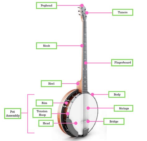 banjo anatomy  parts   banjo explained