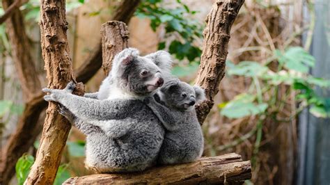 koalas  finally returning   wild   wildfires