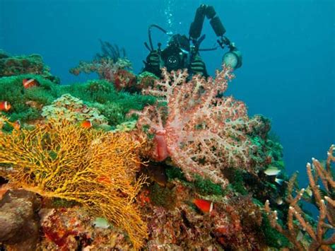 Lalati Resort Fiji Dive Resorts Dive Resort Resort
