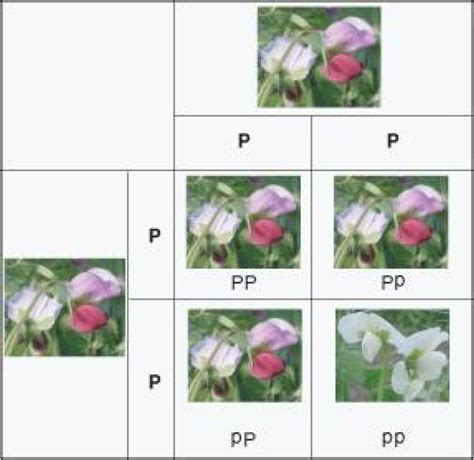 Mendelian Inheritance ‹ Opencurriculum