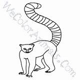 Ring Lemur Tailed Draw Drawing Coloring Pages Easy Drawings Click Getdrawings Paintingvalley Tutorial Print sketch template