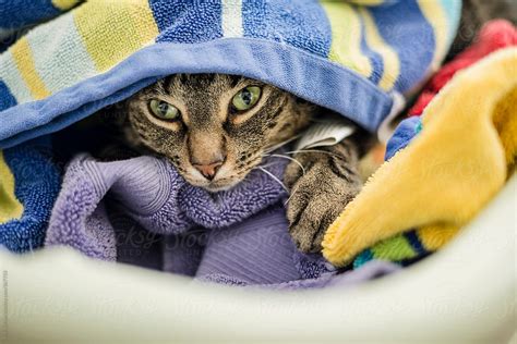 cat hiding in laundry basket by stocksy contributor rob sylvan