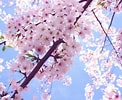 Afbeeldingsresultaten voor Cherry Blossom. Grootte: 122 x 100. Bron: www.fanpop.com