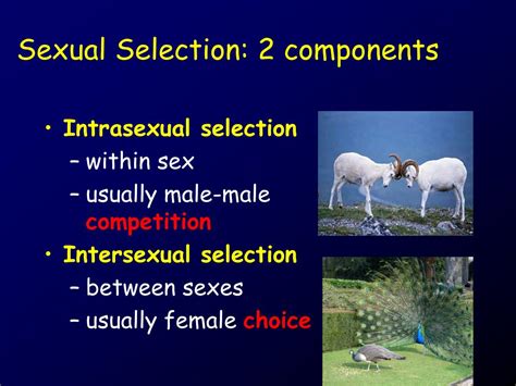 Ppt Males And Females Often Look Different Powerpoint Presentation