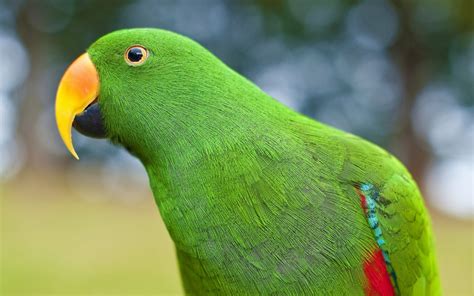 wallpaper parrot green beak bird fauna vertebrate close