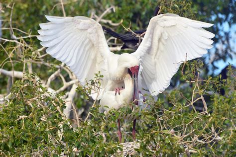 Martin Grace Photography African Spoonbills Platalea Alba Mating