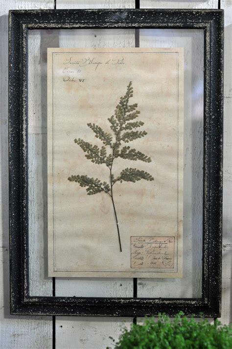 framed pressed botanical artwork  hand pressed specimens