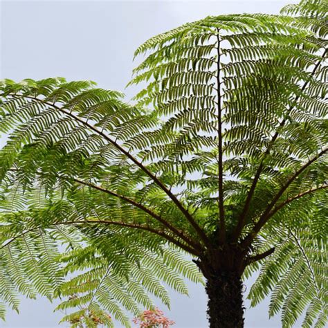 cyathea australis australian tree fern mid valley trees